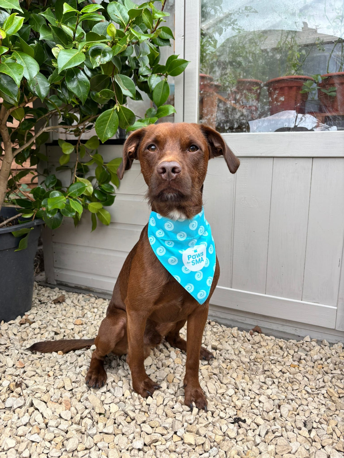 Dog Bandana